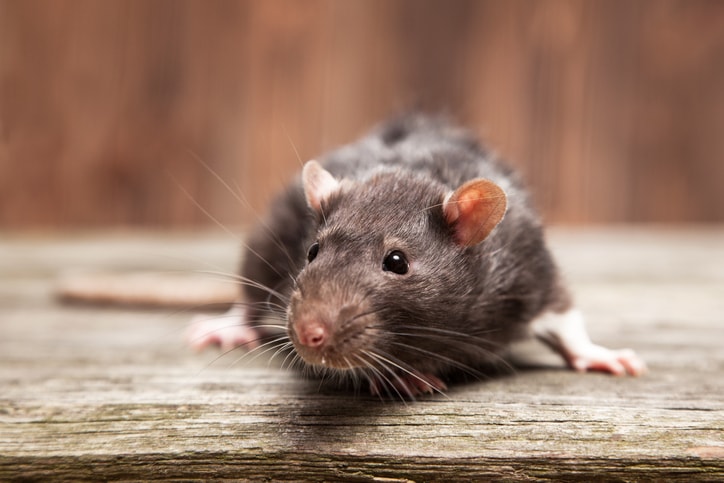 Rodent Prevention