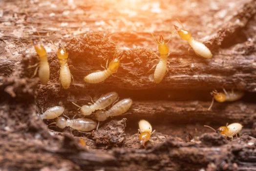 Termite Inspections