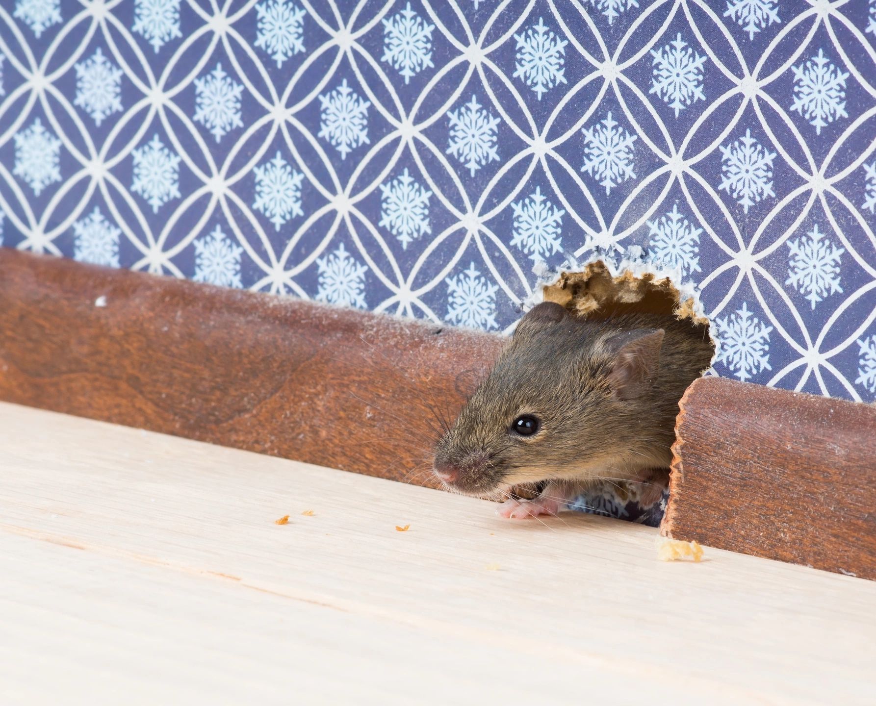 Rodent Removal and Prevention